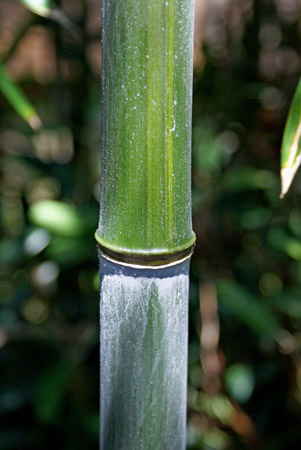 bamboo
