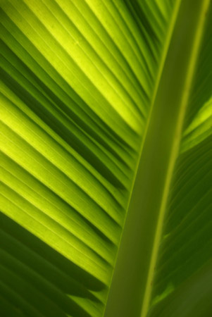 banana leaf 1