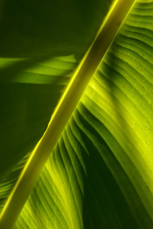 banana leaf 2