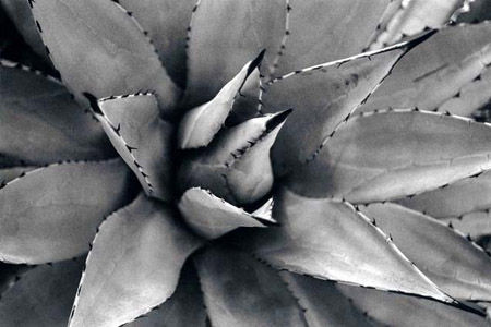 cacti 1
