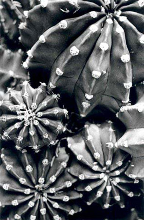 cacti 2