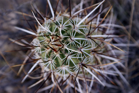 desert cactus 2