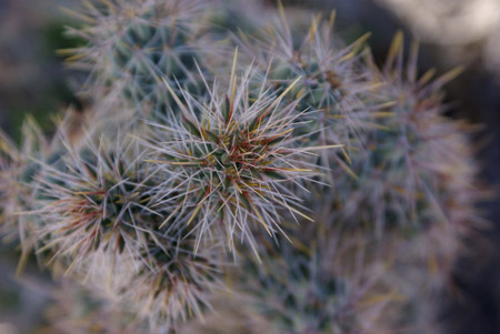 desert cactus 3