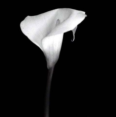 lily 2