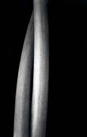 lily stems