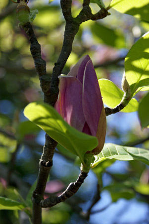 magnolia blossom