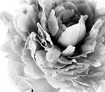 peony 1