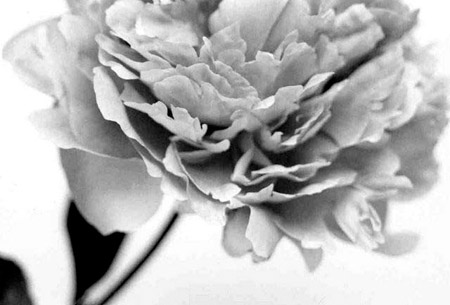 peony 3