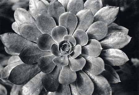 succulent 1