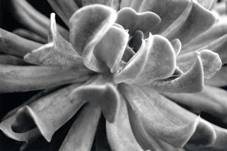 succulent 2