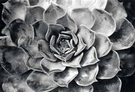 succulent 3