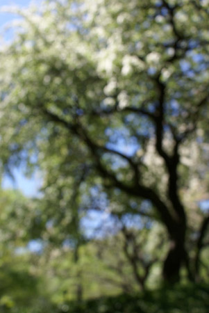 tree