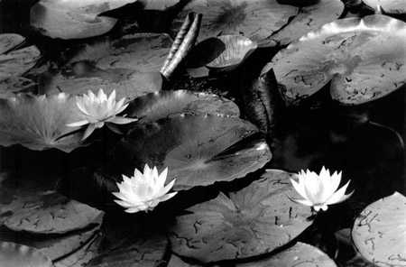 waterlillies
