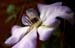 blossom 1