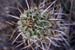 desert cactus 2