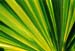 palm