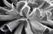 succulent 2