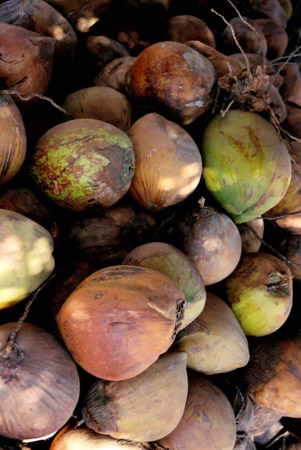 coconuts