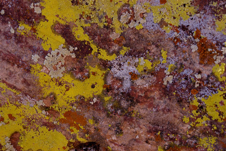 red rock with mold 5
