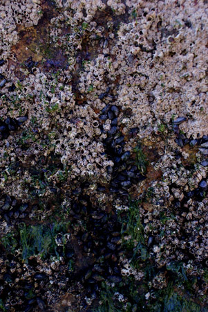 rock long beach 1