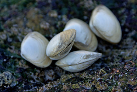 clams 1