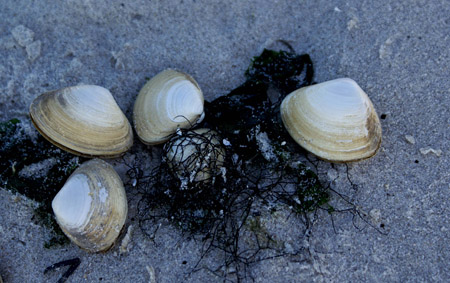 clams 2