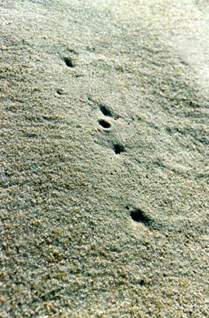 sand