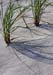 beach grass