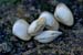 clams 1
