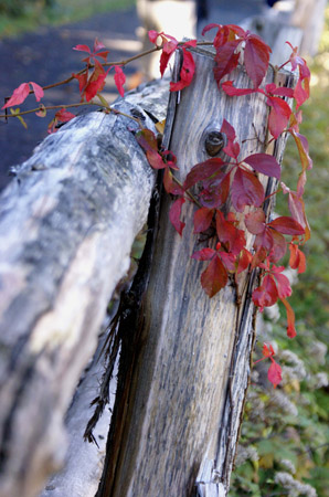 fence 2
