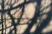 winter shadows 4