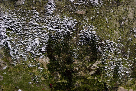 molding wall